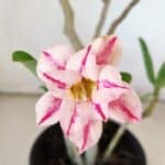 Planta Dobrada 2969 – 30cm – 02 anos