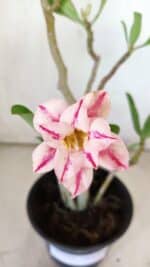 Planta Dobrada 2969 – 30cm – 02 anos