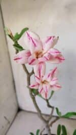 Planta Dobrada 2969 – 30cm – 02 anos - Imagem 4