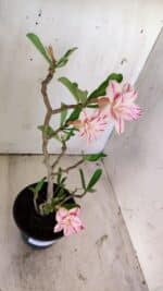 Planta Dobrada 2969 – 30cm – 02 anos - Imagem 7