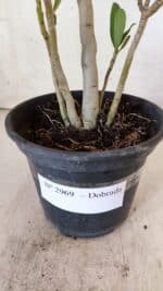 Planta Dobrada 2969 – 30cm – 02 anos - Imagem 6