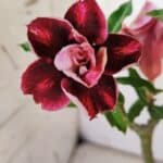 Planta Dobrada 2970 – 30cm – 02 anos