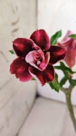 Planta Dobrada 2970 – 30cm – 02 anos