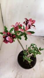 Planta Dobrada 2970 – 30cm – 02 anos - Imagem 4