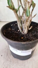 Planta Dobrada 2970 – 30cm – 02 anos - Imagem 6