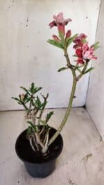 Planta Dobrada 2970 – 30cm – 02 anos - Imagem 5