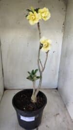 Planta Dobrada 2971 – 45cm – 03 anos - Imagem 2