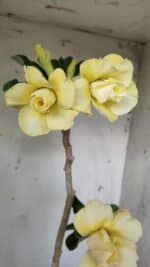 Planta Dobrada 2971 – 45cm – 03 anos - Imagem 3