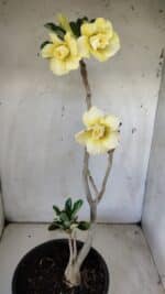 Planta Dobrada 2971 – 45cm – 03 anos - Imagem 8