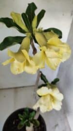 Planta Dobrada 2971 – 45cm – 03 anos - Imagem 4