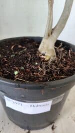 Planta Dobrada 2971 – 45cm – 03 anos - Imagem 7