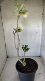 Planta Dobrada 2971 – 45cm – 03 anos - Imagem 5