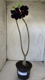 Planta Dobrada 2972 – 30cm – 02 anos - Imagem 2