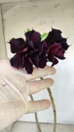 Planta Dobrada 2972 – 30cm – 02 anos