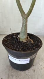 Planta Dobrada 2972 – 30cm – 02 anos - Imagem 5