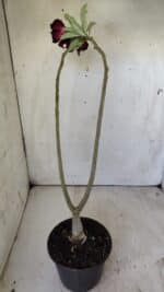 Planta Dobrada 2972 – 30cm – 02 anos - Imagem 4