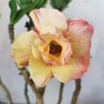 Planta Dobrada 2973 – 40cm – 03 anos