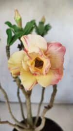 Planta Dobrada 2973 – 40cm – 03 anos