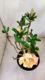 Planta Dobrada 2973 – 40cm – 03 anos - Imagem 4