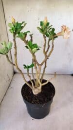 Planta Dobrada 2973 – 40cm – 03 anos - Imagem 6