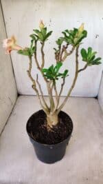 Planta Dobrada 2973 – 40cm – 03 anos - Imagem 5