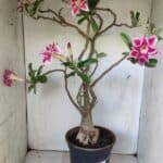 Planta Dobrada 2975 – 60cm – 05 anos