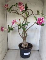 Planta Dobrada 2975 – 60cm – 05 anos