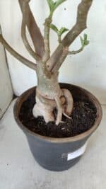 Planta Dobrada 2975 – 60cm – 05 anos - Imagem 6