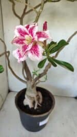 Planta Dobrada 2975 – 60cm – 05 anos - Imagem 4