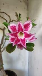 Planta Dobrada 2975 – 60cm – 05 anos - Imagem 3