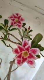 Planta Dobrada 2975 – 60cm – 05 anos - Imagem 5