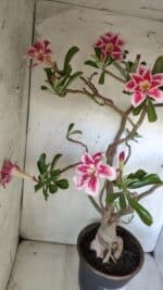 Planta Dobrada 2975 – 60cm – 05 anos - Imagem 13