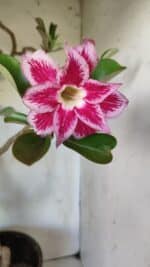 Planta Dobrada 2975 – 60cm – 05 anos - Imagem 12