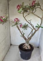 Planta Dobrada 2975 – 60cm – 05 anos - Imagem 11