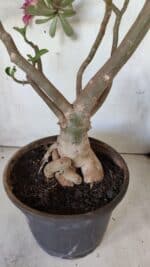 Planta Dobrada 2975 – 60cm – 05 anos - Imagem 10