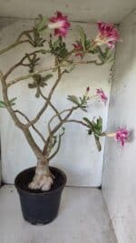 Planta Dobrada 2975 – 60cm – 05 anos - Imagem 9