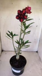 Planta Dobrada 2976 – 30cm – 02 anos - Imagem 2