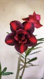 Planta Dobrada 2976 – 30cm – 02 anos