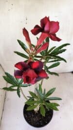 Planta Dobrada 2976 – 30cm – 02 anos - Imagem 4