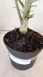 Planta Dobrada 2976 – 30cm – 02 anos - Imagem 7