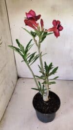 Planta Dobrada 2976 – 30cm – 02 anos - Imagem 6