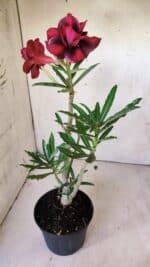 Planta Dobrada 2976 – 30cm – 02 anos - Imagem 5