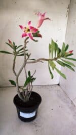 Planta Dobrada 2977 – 30cm – 02 anos - Imagem 2