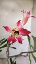 Planta Dobrada 2977 – 30cm – 02 anos - Imagem 4