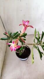 Planta Dobrada 2977 – 30cm – 02 anos - Imagem 7