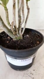 Planta Dobrada 2977 – 30cm – 02 anos - Imagem 6