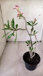 Planta Dobrada 2977 – 30cm – 02 anos - Imagem 5