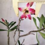 Planta Dobrada 2977 – 30cm – 02 anos