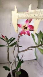 Planta Dobrada 2977 – 30cm – 02 anos