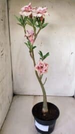 Planta Dobrada 2978 – 35cm – 03 anos - Imagem 2